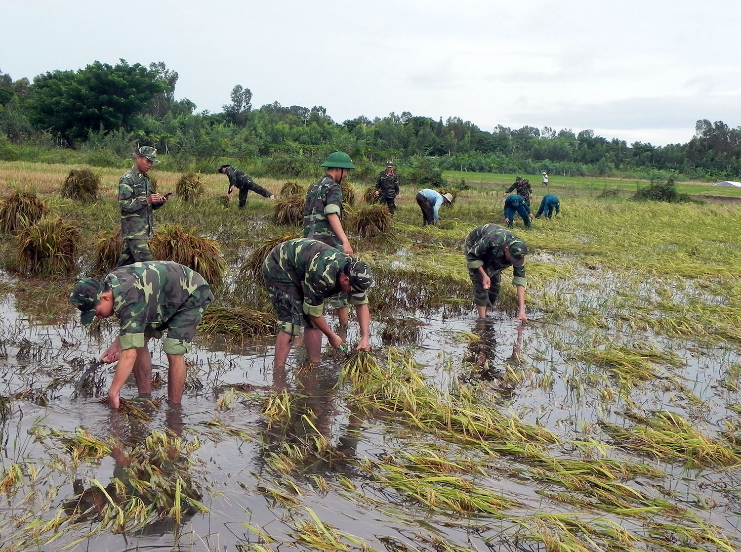 Bộ đội biên phòng An Giang giúp dân thu hoạch lúa “chạy lũ”

